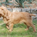 Basset Fauve de Bretagne